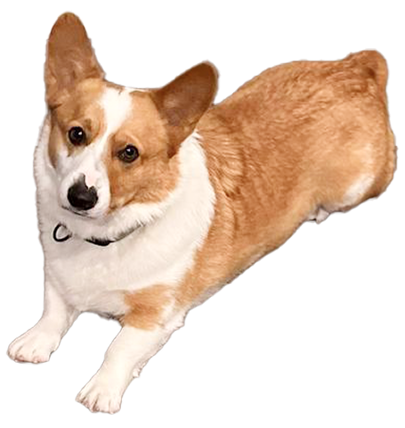 corgi