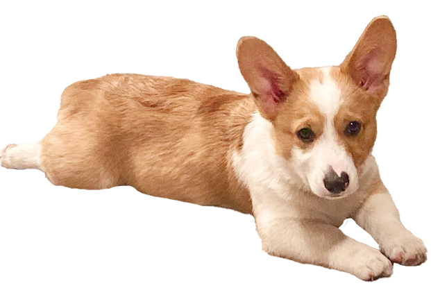 corgi