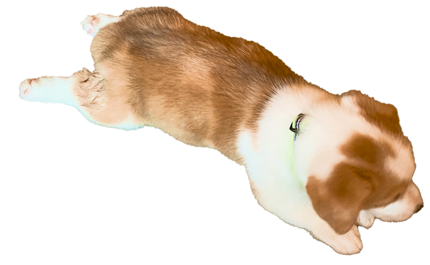 corgi