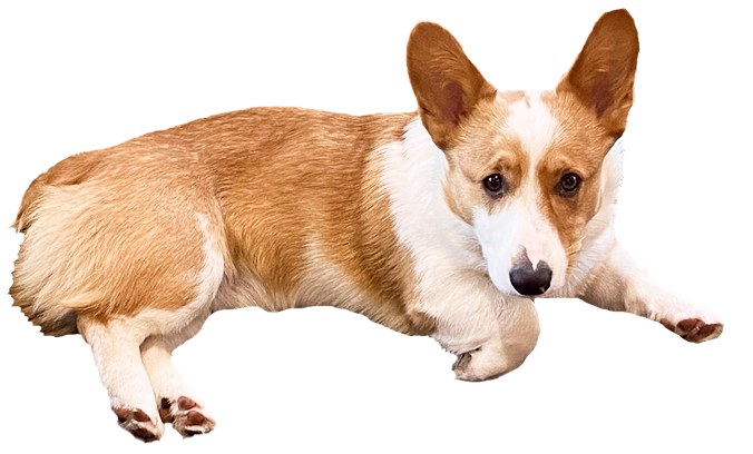 corgi