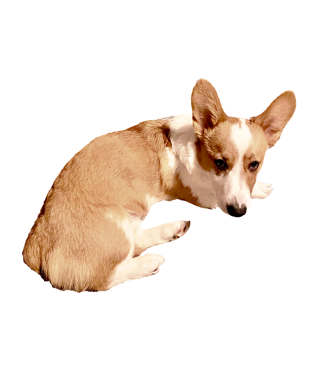 corgi