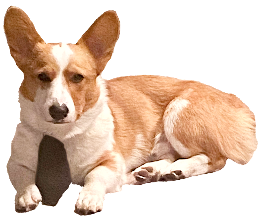 corgi